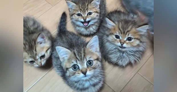 腹ペコの子猫たち→ごはんの時間が近づくと…反則級にかわいい『大合唱の光景』が174万再生「口が可愛すぎる」「全員食べたくなった」