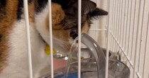 水道水ばかり飲む三毛猫→蛇口のような形状の給水器を買った結果…"思っていたのと違う"展開に笑顔になる人続出「可愛いｗ」「自由だね」