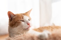 猫が『吐く寸前』にみせる3つのサイン　前兆の見分け方や対応のコツも解説