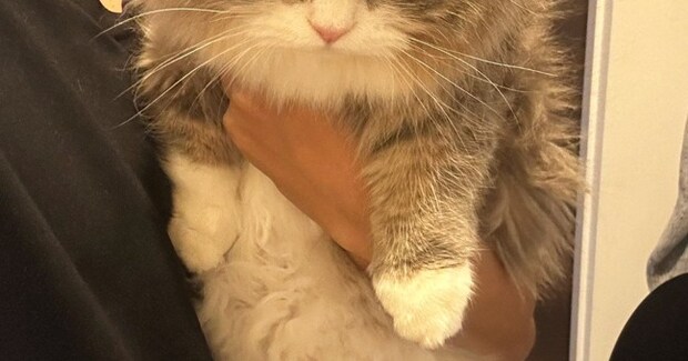 動物病院の先生に『太り過ぎ』と言われてしまったネコ…『衝撃の表情』に23万いいね「女の子になんてことを」「冬毛です、の顔w」