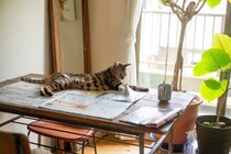 猫が『紙の上』に乗ろうとする理由4つ　邪魔したがる心理や対処法も解説