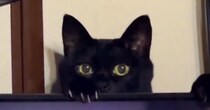 飼い主さんに構ってほしい黒猫→構わずにテレビを見ていると…気を引こうとする『可愛すぎる行動』に「絡んであげたくなるｗ」の声