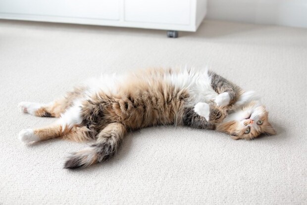 カーペットの上でゴロゴロしている猫