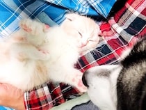 赤ちゃん猫を見守る２匹の犬→いつでもそばにいて…あまりにも尊い『まるで親子のような関係』が81万再生「優しい顔してる」「涙出てくる」