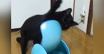 『何か嫌なことあった…？』蓋が回転するゴミ箱で遊ぶ黒猫→激しすぎる『遊び方』に「使い方あってるねｗ」「永遠に見てられるｗ」と爆笑の声