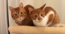 キャットタワーでくつろぐ兄弟猫に話しかけてみると…対照的な『リアクション』が可愛すぎると60万再生「たまらん」「癒された」