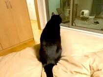 どうしてもパパと寝たい猫→先にベッドで待っていて…悶絶級に尊い『健気な行動』が37万再生「ゴロゴロしちゃって可愛い」「パパさん幸せだね」