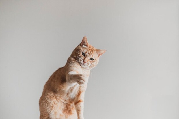 猫パンチをする茶トラ猫