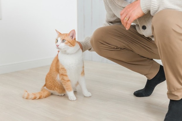 飼い主に撫でられる猫