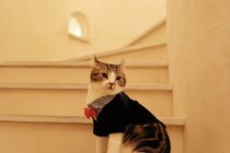 個性的な『愛称』で呼ばれている猫種4選 　それぞれの魅力や別名の由来もご紹介