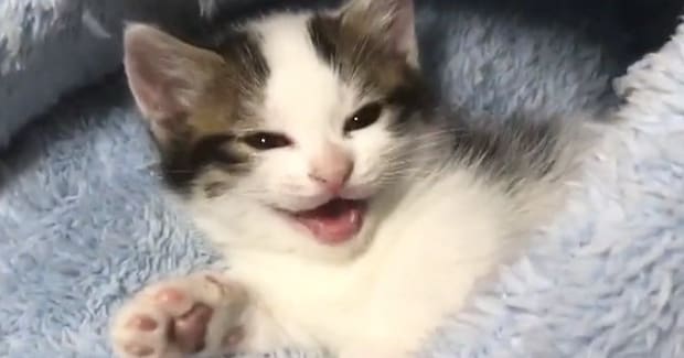『ベッドで眠たそうにしていた子猫』→訴えるように鳴き始めて…あまりにも癒される光景が88万再生「可愛くてたまらん」「頬が緩んだ」