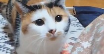 飼い主さんを常に『ロックオンする三毛猫』が可愛すぎる…元気いっぱいなお転婆ぶりに２万いいねの反響「一緒に遊びたくなる」「狙われたい」