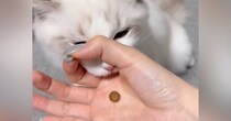猫に『賢さが分かるおやつのあげ方』を試してみたら…予想外すぎる『まさかの結果』に爆笑「力技すぎるｗ」「かわいいので良し」と73万表示