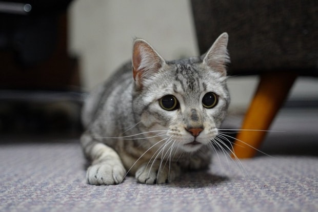 瞳孔の開いた猫