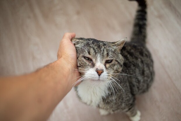撫でられる老猫