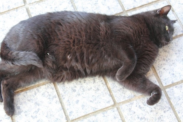ぽっちゃりした黒猫