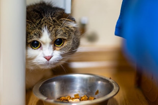 怯える猫とご飯