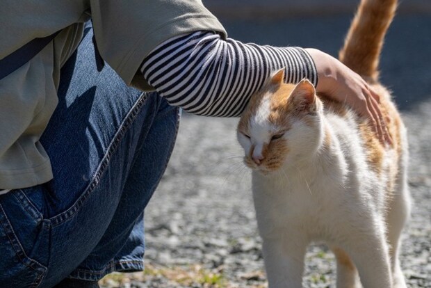 猫をなでる人