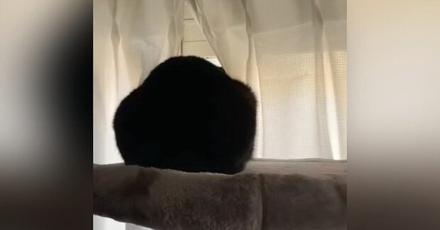 帰宅後、窓の外を眺める猫に声をかけてみると…想像以上に『可愛すぎる反応』が775万再生「ふぇww」「相当待っていた様子w」