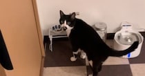 ご飯を食べるときは"そばにいてほしい猫"→飼い主さんが後ろに下がると…愛おしさ満点の光景が12万再生「かわえええ」「操縦レバーみたい」