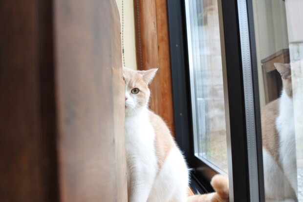 カーテンに隠れる猫