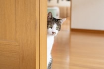 猫に『逃げられてしまう人』がしているNG行動4選　距離を取られる原因や正しい接し方もご紹介