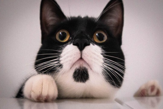 猫が思わず反応してしまう『大好きな言葉』4選　ちゃんと意味を理解しているの？