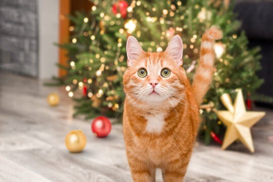 猫のイタズラから『クリスマスツリー』を守る方法5選　壊されないために取るべき対策とは？