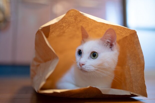 袋に隠れる猫