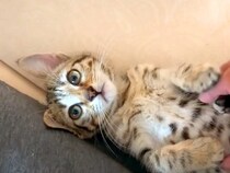 保護子猫のお腹をくすぐった結果→『手を噛まれるかな』と思いきや…悶絶級の『尊い反応』に絶賛の声「天使としか言いようがない」「癒された」