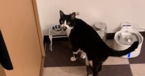 ご飯を食べるときは"そばにいてほしい猫"→飼い主さんが後ろに下がると…愛おしさ満点の光景が12万再生「かわえええ」「操縦レバーみたい」