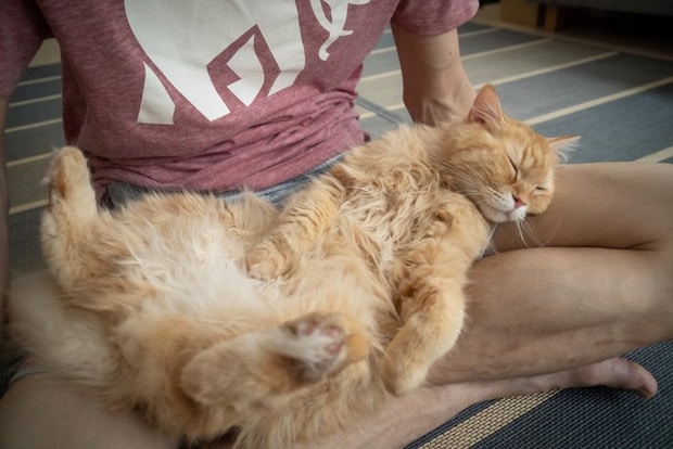 飼い主のひざの上でくつろぐ猫