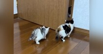 『新入り赤ちゃん猫と先住猫』→初めて対面させた結果…まさかの光景が175万再生「本能なんだろうなｗ」「ドラクエの戦闘シーンｗ」