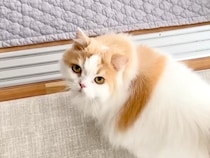 猫がずっとお世話していた弟犬→サロンに行ってしまった結果…心配で見せた『健気な反応』が12万再生「仲がいいモフモフ達だ」「絆を感じる」