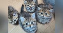 腹ペコの子猫たち→ごはんの時間が近づくと…反則級にかわいい『大合唱の光景』が174万再生「口が可愛すぎる」「全員食べたくなった」