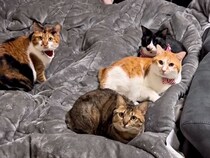 猫たちと一緒に冬を迎えた結果→ベッドを占領されて…絶対に負けられない『仁義なき戦い』が62万再生「始まったね」「確実な負けが見えるｗ」