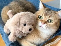 ５匹のネコに『動く犬のおもちゃ』を見せた結果→想像以上に『まるで人間のような反応』が話題「猫ってあんな迷惑そうな顔するんだ」「面白い」