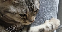 膝の上にいた猫ちゃん→飼い主さんが立とうとしたら、『次の瞬間』…かわいすぎる行動に３万いいね「すごく尊い」「お手々がぎゅって」
