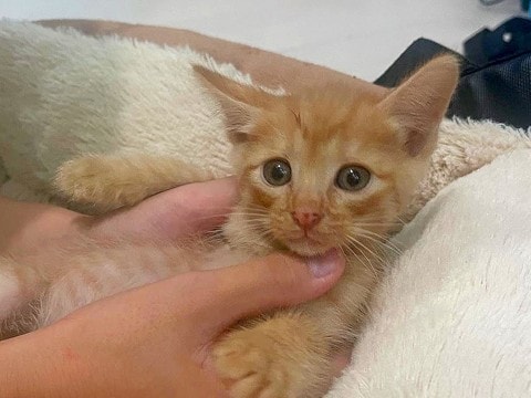 仕事中、『息子が猫を連れて帰ってきた』と家族からのLINE→『2匹は飼えないよ』と伝えた結果…素敵な展開に反響「家がにぎやかになるね」