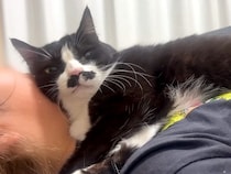 体の上に乗ってくる白黒猫→無理やりな体勢で…思った以上に『愛が重い光景』に反響「絵面がすごすぎて笑いが止まらんｗｗ」「もう守護霊」