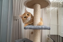 猫を新しく迎えるとき『先代猫のおさがり』は使ってもいい？各アイテムごとに解説