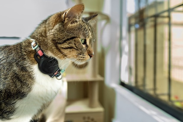 GPSをつけた猫