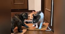 先輩猫に挑む新入り子猫→向かっていった次の瞬間…微笑ましい『にゃんプロの様子』が33万再生「ずっと見ていられる」「見物しててかわいいｗ」