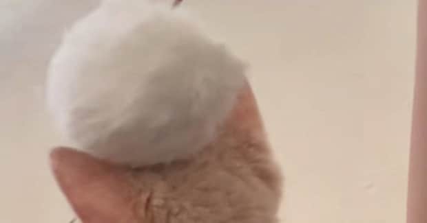 頭をぽんぽんとされる子猫→『全然反応しない』と思いきや、次の瞬間…まさかの行動に爆笑の声「A型のキレ方w」「想像以上に爆発してたw」