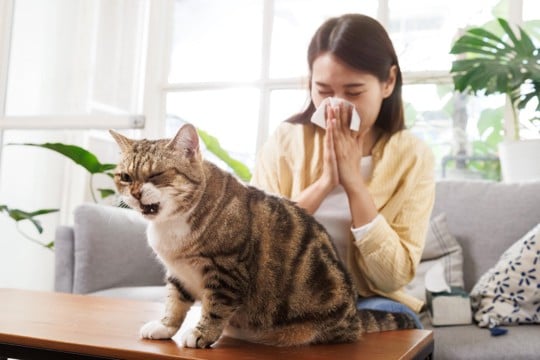 猫が『咳』をしているときの原因4つ 病気の可能性から適切な対処法まで