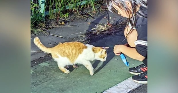 小さな命を守りながら生き抜いた『1匹の野良猫』→おうちに迎えられた結果…『泣ける光景』が10万再生「本当によかった」「号泣してしまった」