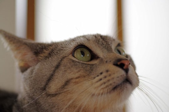 猫の耳が『イカ耳』になったときの心理4つ イライラしているの?適切な接し方も解説