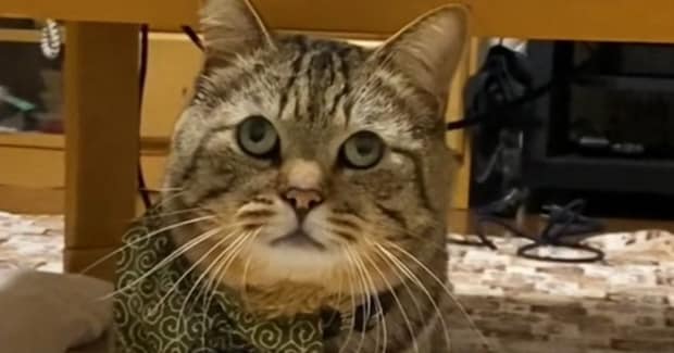 飼い主さんを噛んでしまった猫→叱られた結果…まさかの『可愛すぎる光景』が767万再生「なんか言ってるわって顔w」「大爆笑した」