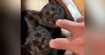 指チュパが止まらない保護された双子の黒猫→『４年後』になると…すてきなビフォーアフターが12万再生「ひええ可愛すぎる」「立派に成長したね」