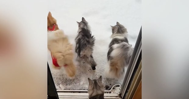 雪が積もった日、猫たちが外で遊んだ結果→小さな足跡がついて…思わず癒される光景が62万再生「足跡を保存したい」「流石ノルウェージャン」